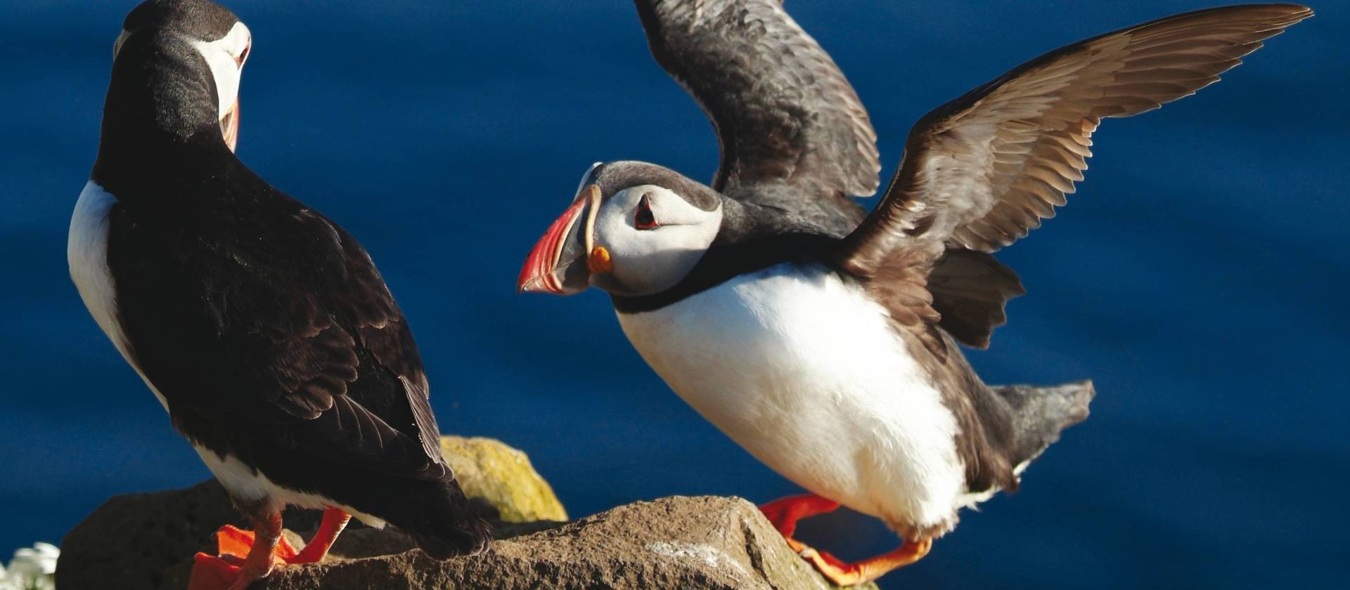 Iceland Puffins