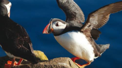 Iceland Puffins