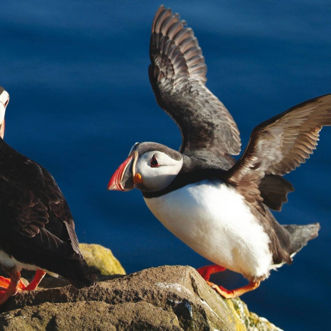 Iceland Puffins