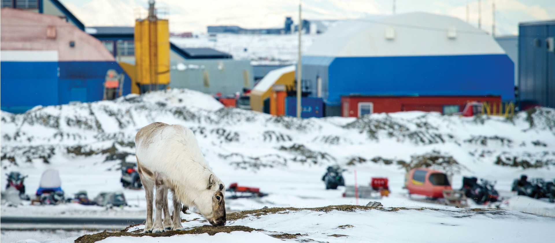 Reindeer grazes in Longyearbyen | Tessa Chan