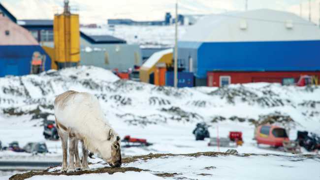 Reindeer grazes in Longyearbyen | Tessa Chan