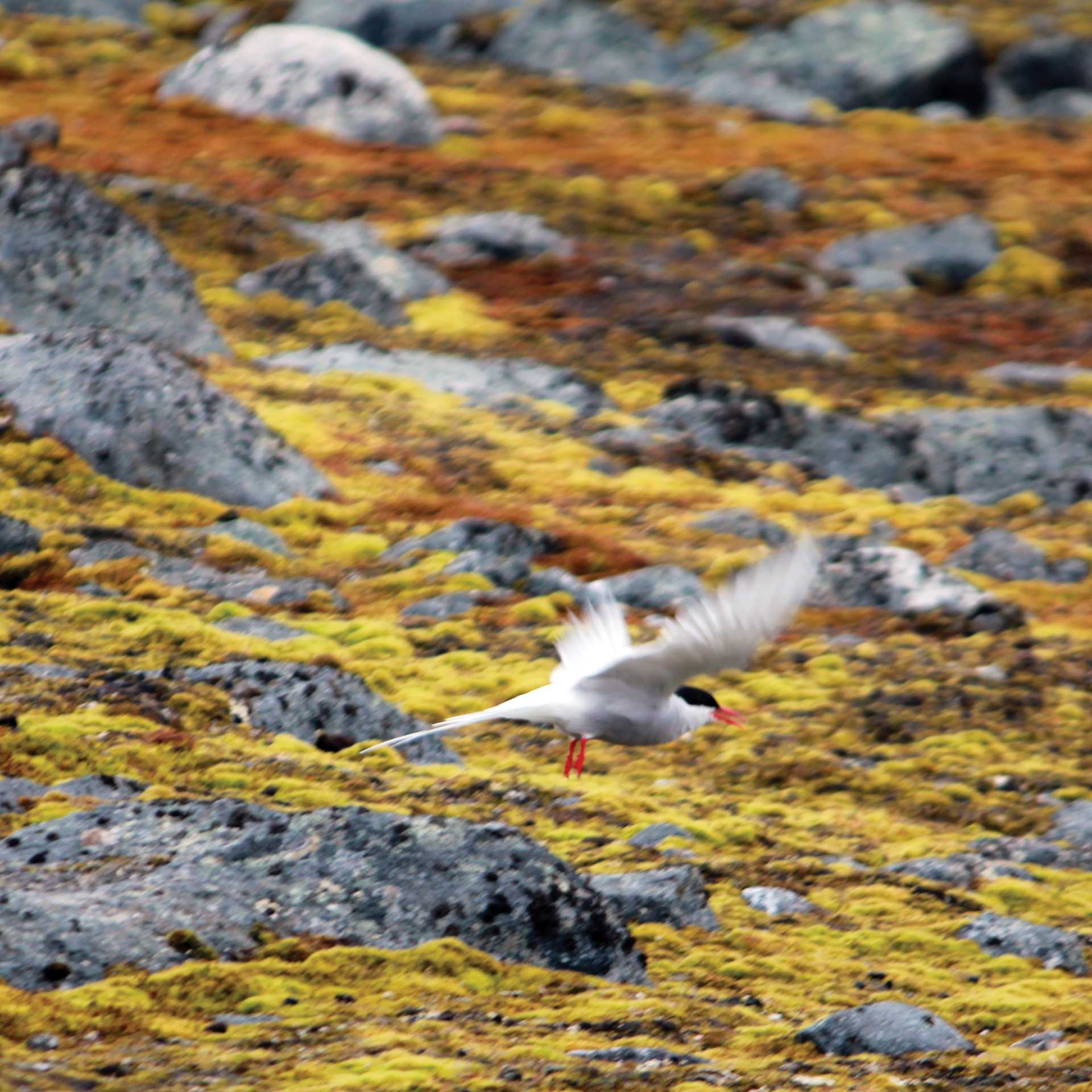Arctic Tern, Svalbard | Rachel Imber