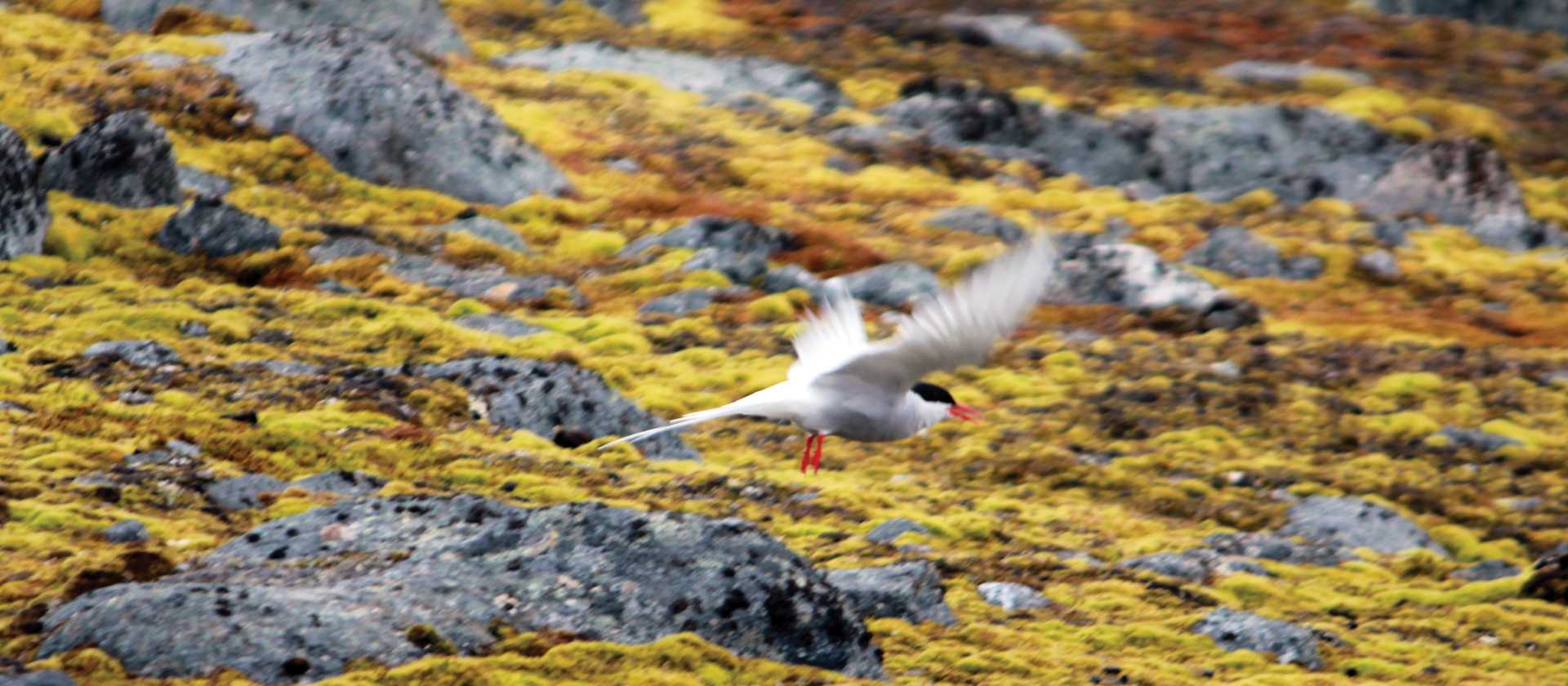 Arctic Tern, Svalbard | Rachel Imber