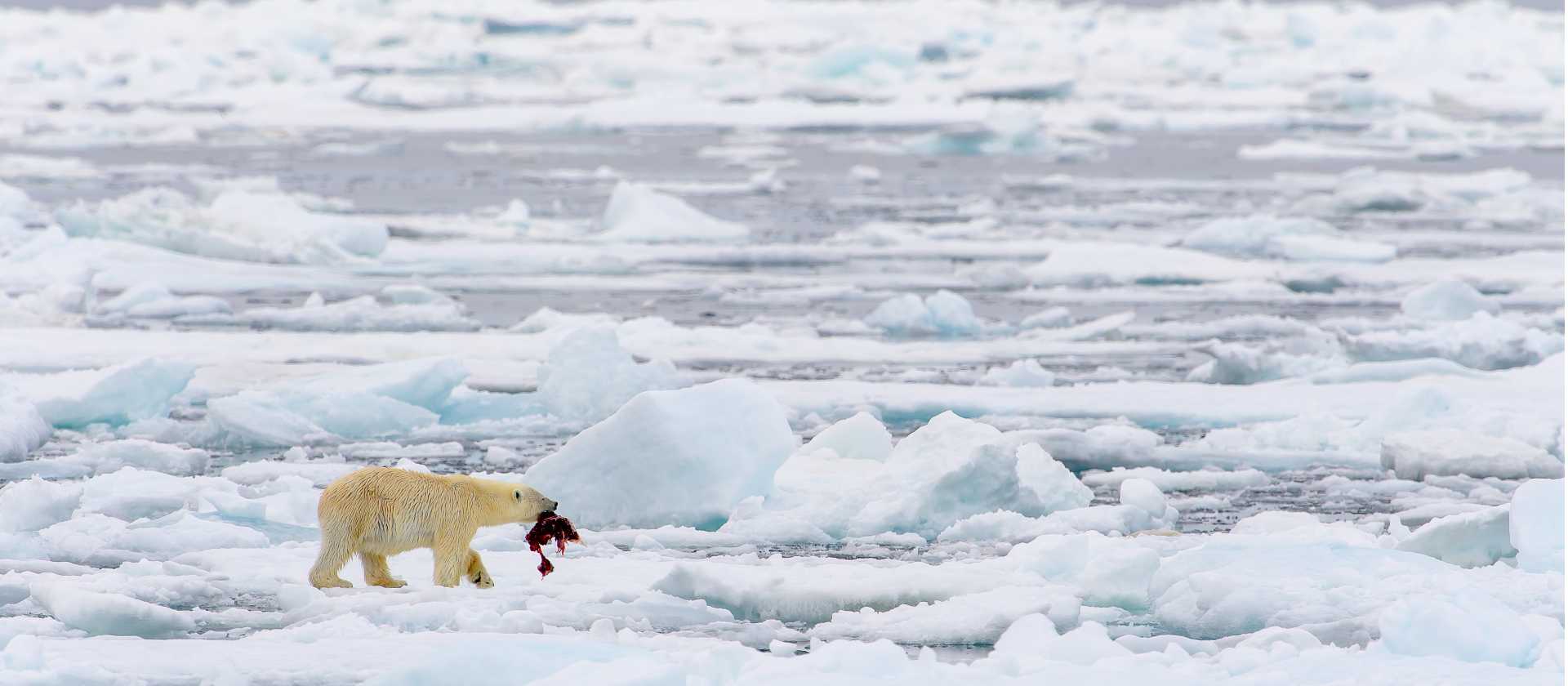 Polar bear catching prey in north of Svalbard Arctic, Norway