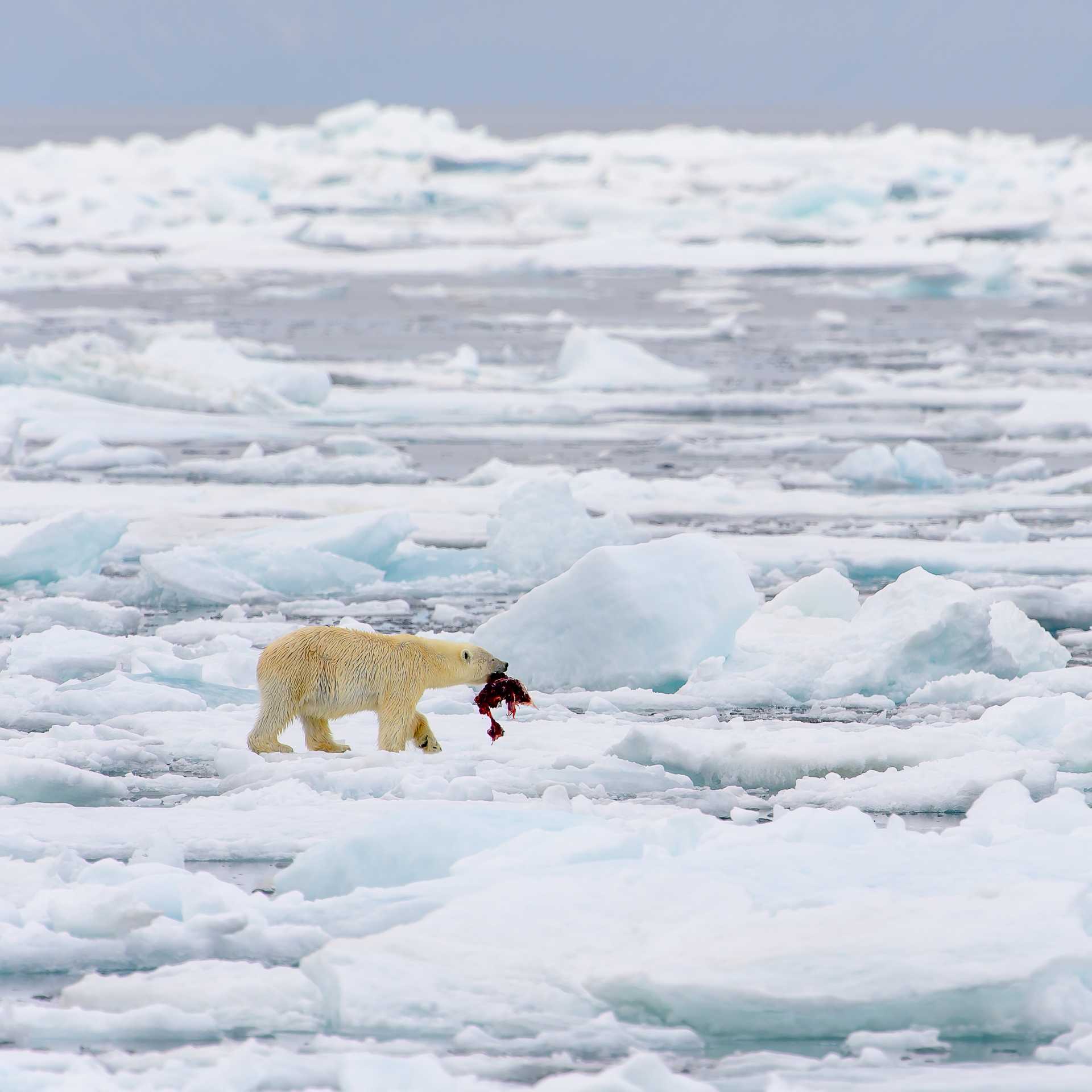Polar bear catching prey in north of Svalbard Arctic, Norway