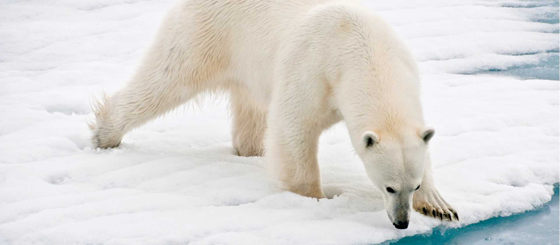A polar bear at close range in the Arctic | Sue Josephsen