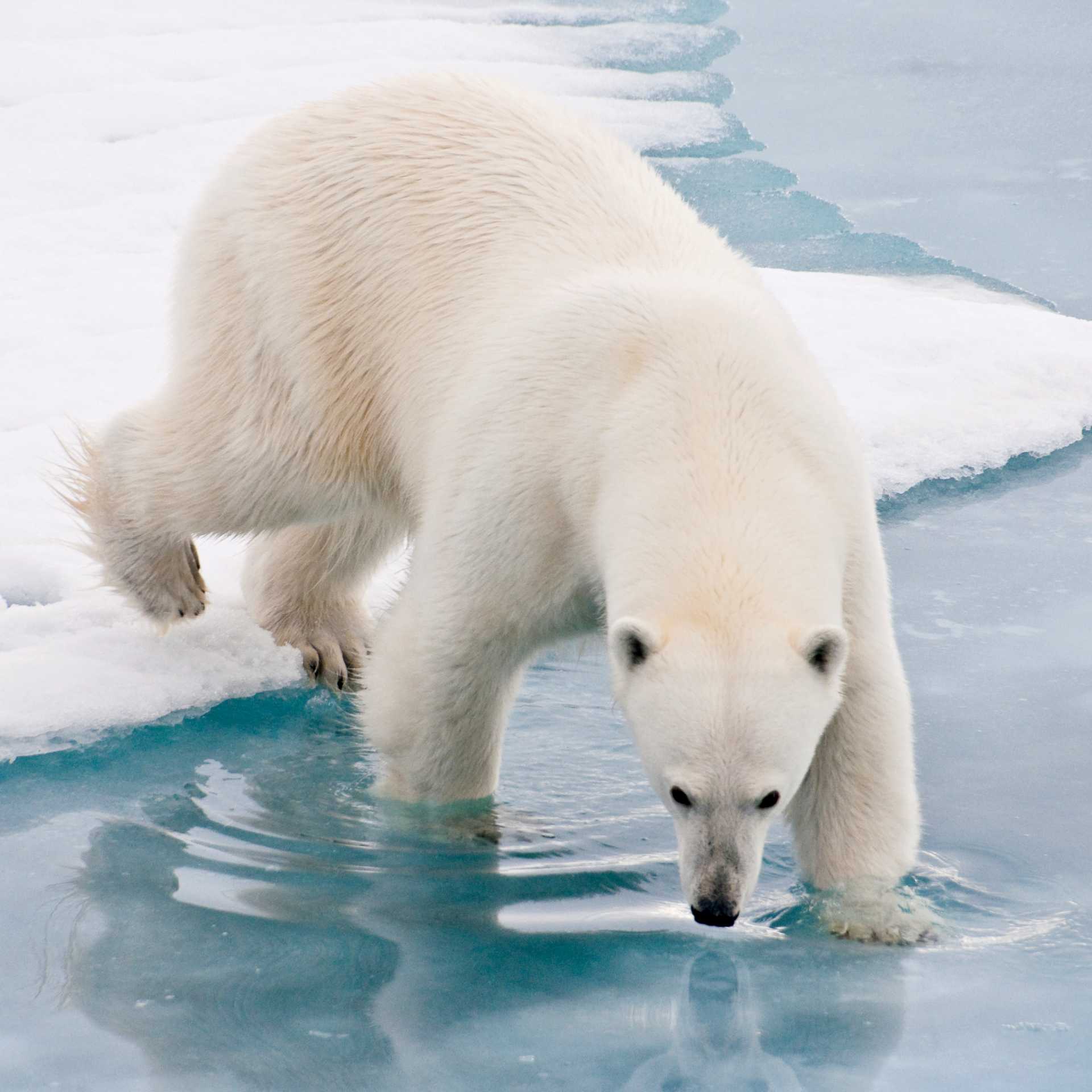 Our Arctic adventures offer unique wildlife experiences | Sue Josephsen