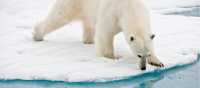 A polar bear at close range in the Arctic | Sue Josephsen