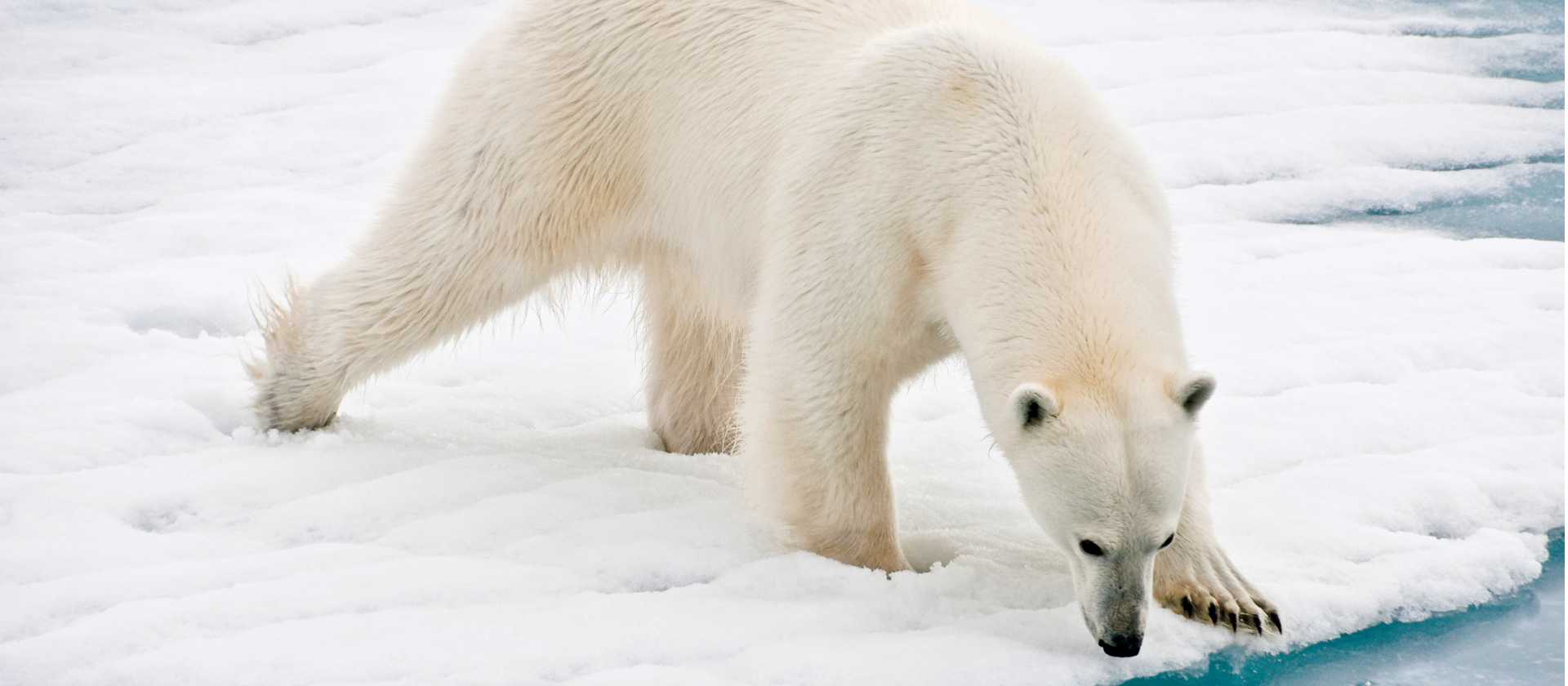 A polar bear at close range in the Arctic | Sue Josephsen