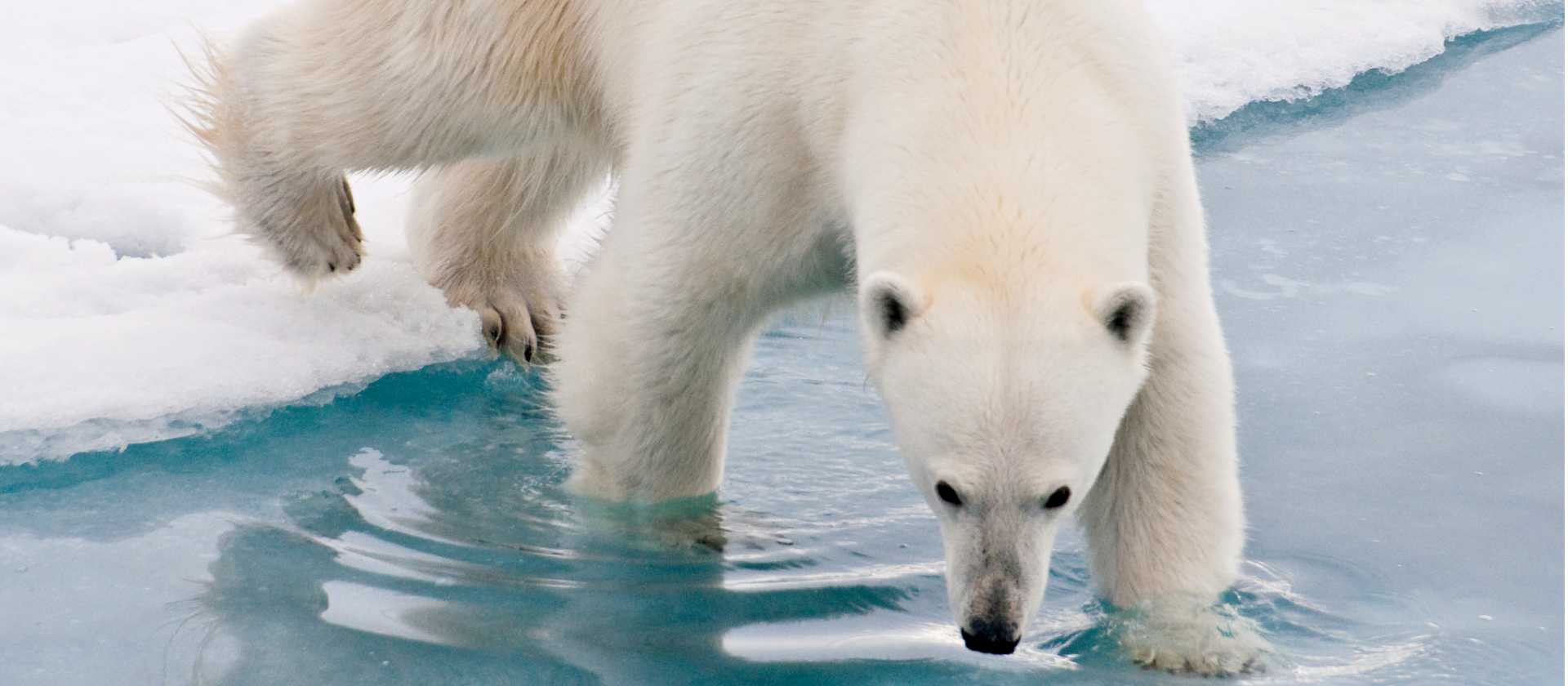 Our Arctic adventures offer unique wildlife experiences | Sue Josephsen