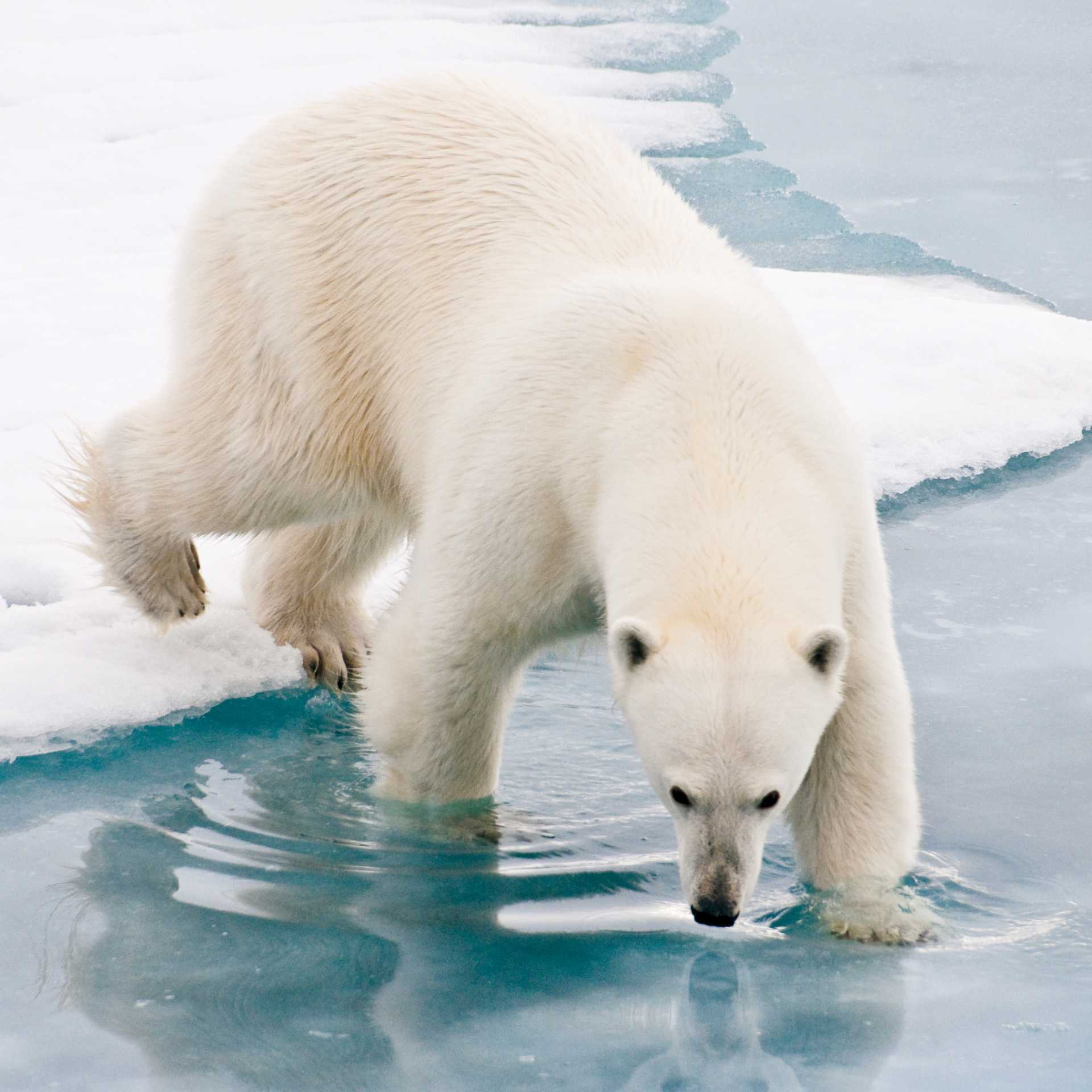 Our Arctic adventures offer unique wildlife experiences | Sue Josephsen