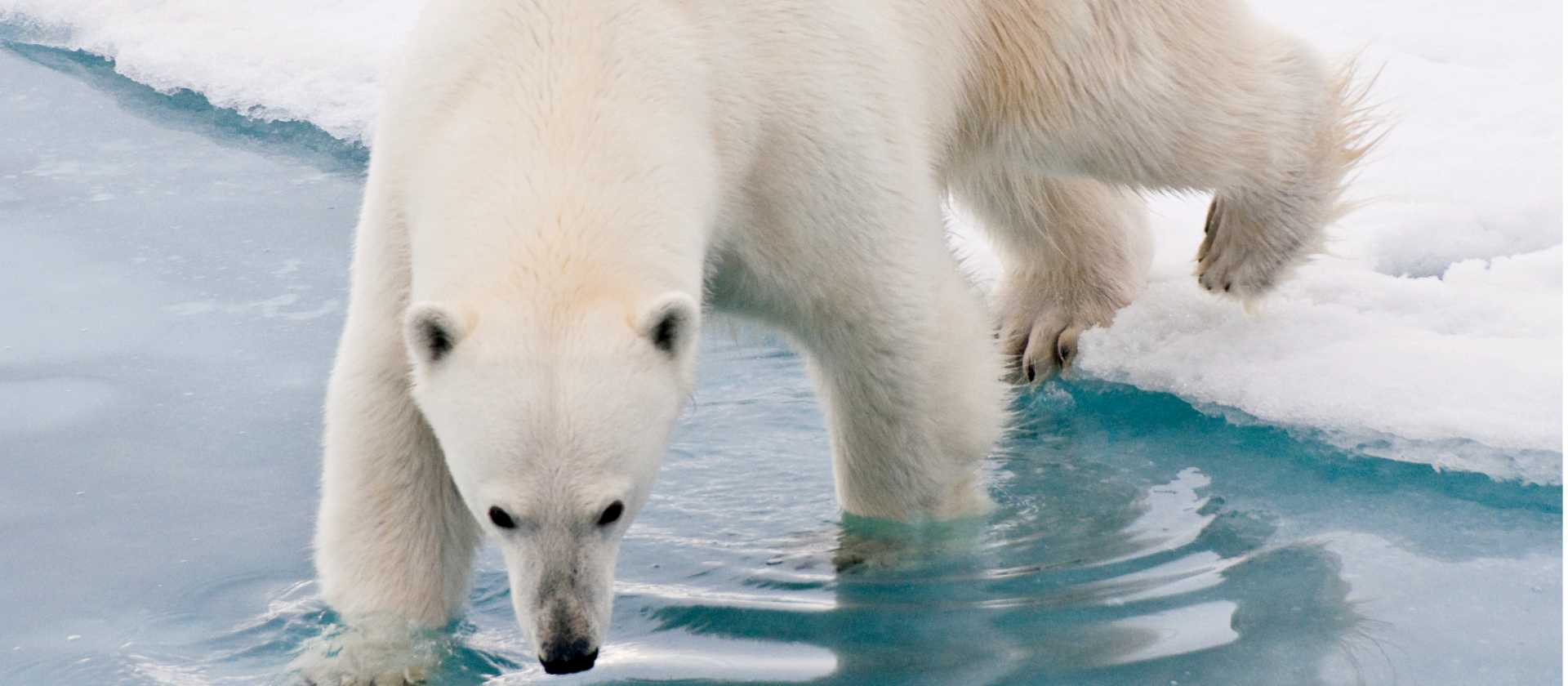 Our Arctic adventures offer unique wildlife experiences | Sue Josephsen
