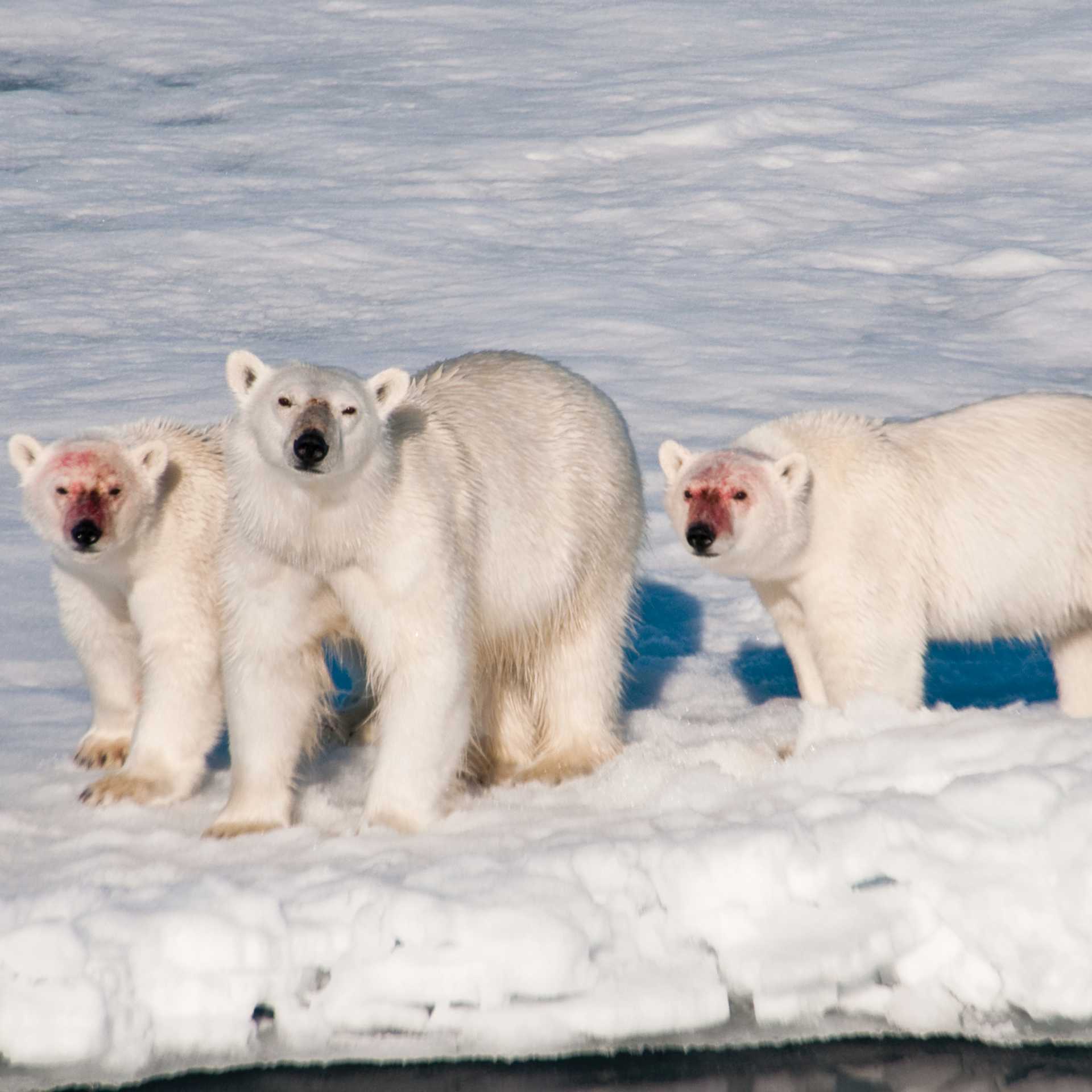 A family of polar bears after feeding | Sue Josephsen