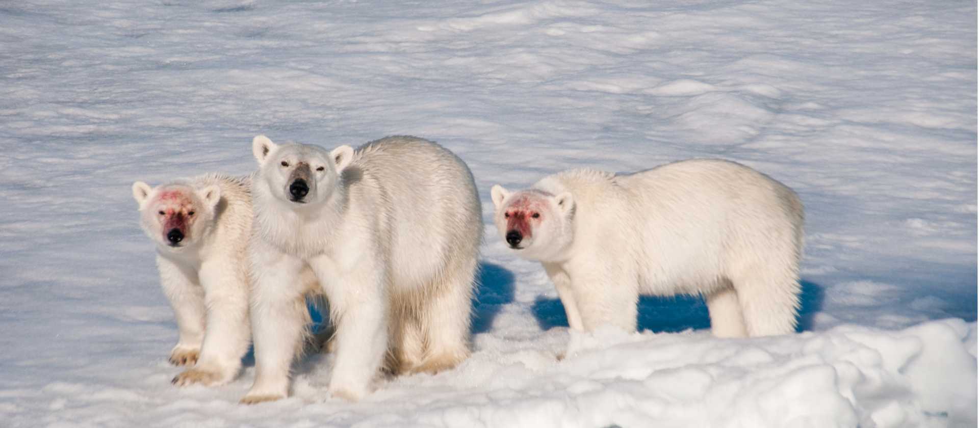 A family of polar bears after feeding | Sue Josephsen