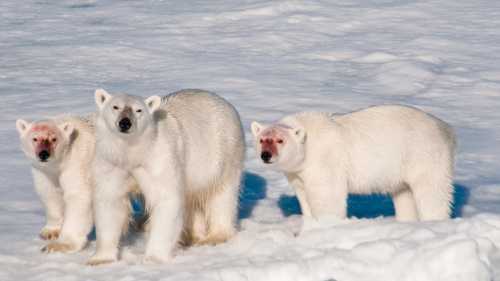 A family of polar bears after feeding | Sue Josephsen