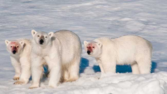 A family of polar bears after feeding | Sue Josephsen