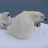 Polar Bears in Spitsbergen | Elaine Clueit