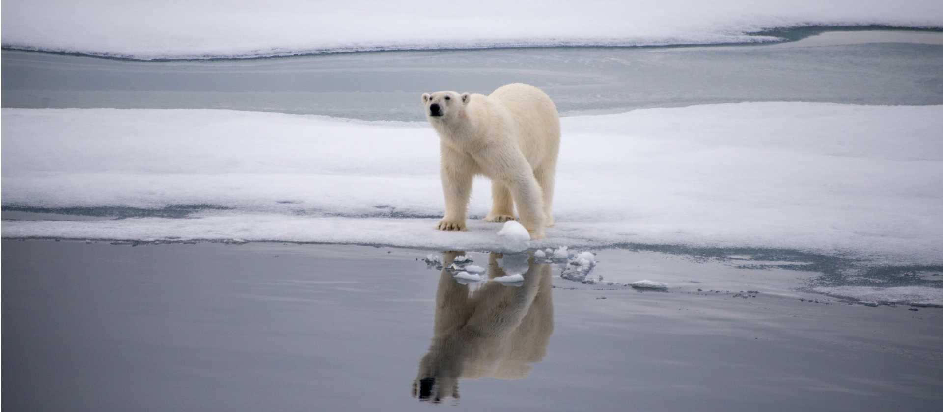 A polar bear checks surroundings in Svalbard | Toby Story