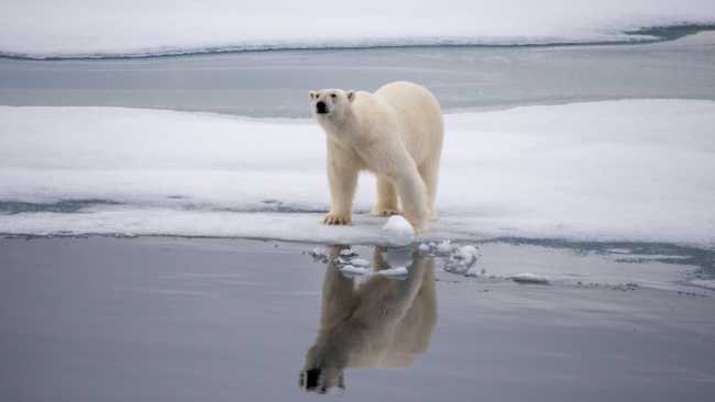 A polar bear checks surroundings in Svalbard | Toby Story
