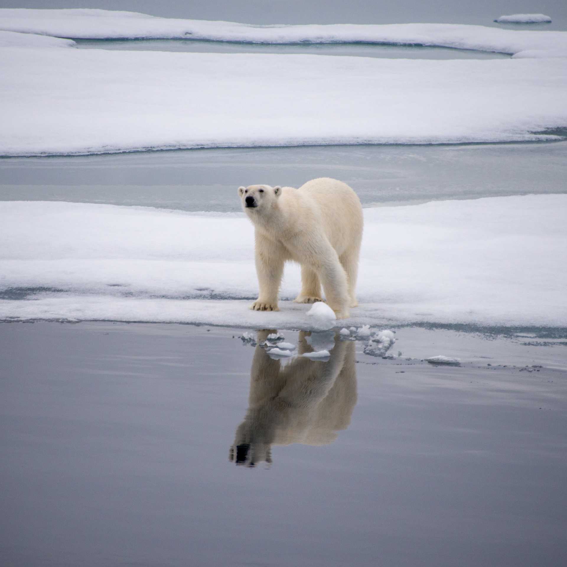 A polar bear checks surroundings in Svalbard | Toby Story
