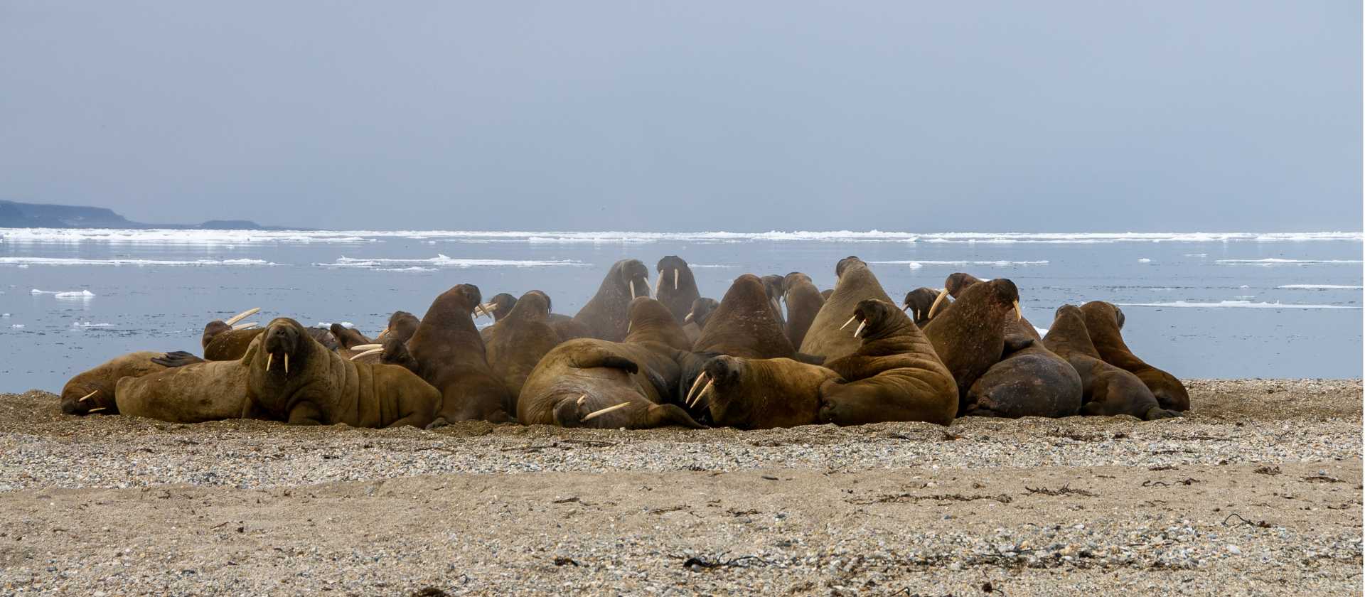 Walrus halout in Svalbard | Toby Story