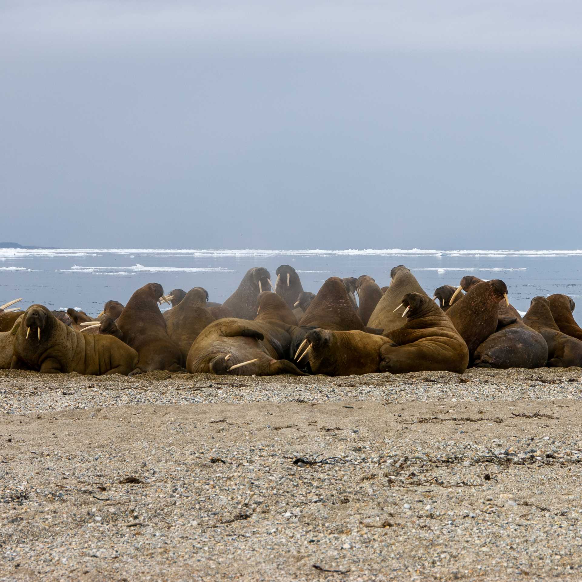 Walrus halout in Svalbard | Toby Story
