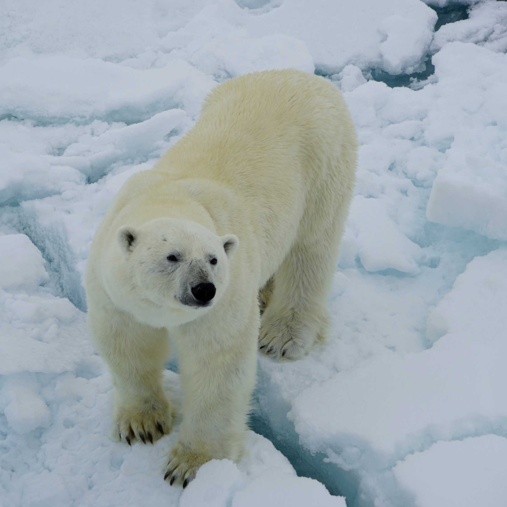 Amazing photo opportunities as we get up close with Polar Bears | Gesine Cheung