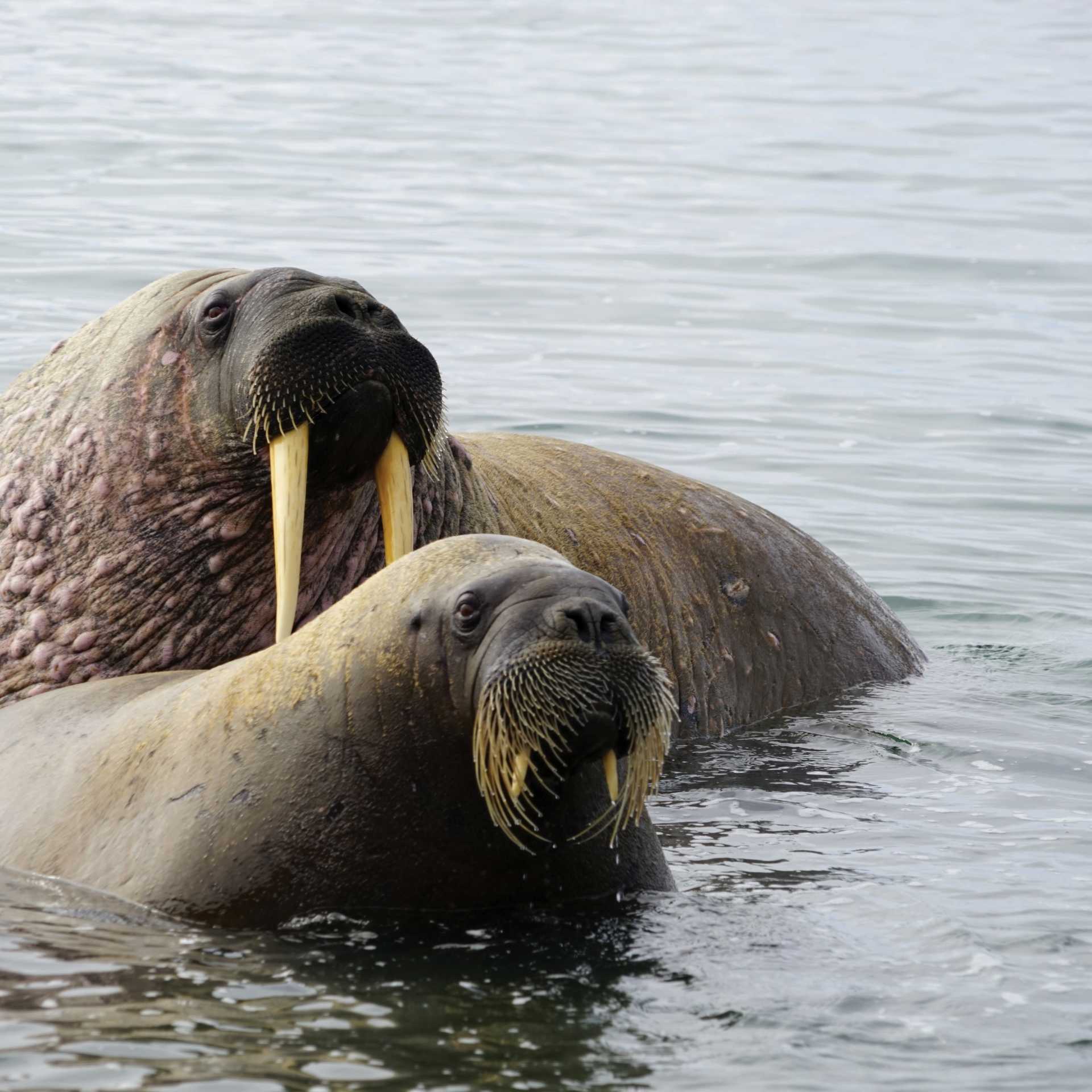 Walrus halout at Sarstangen | Gesine Cheung