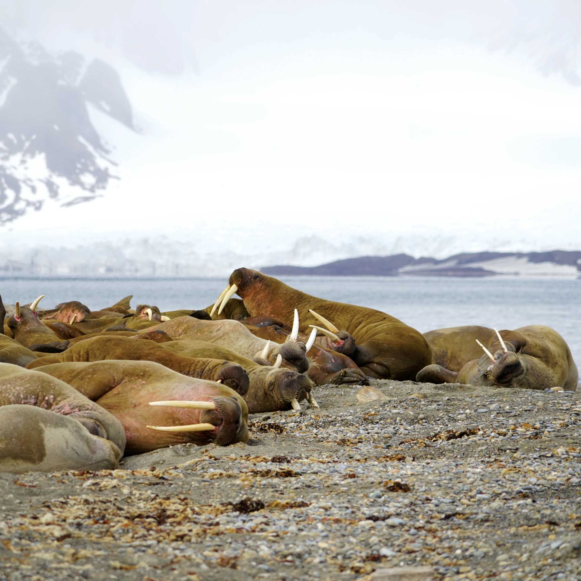 Exploring the Walrus colony at Sarstangen | Gesine Cheung