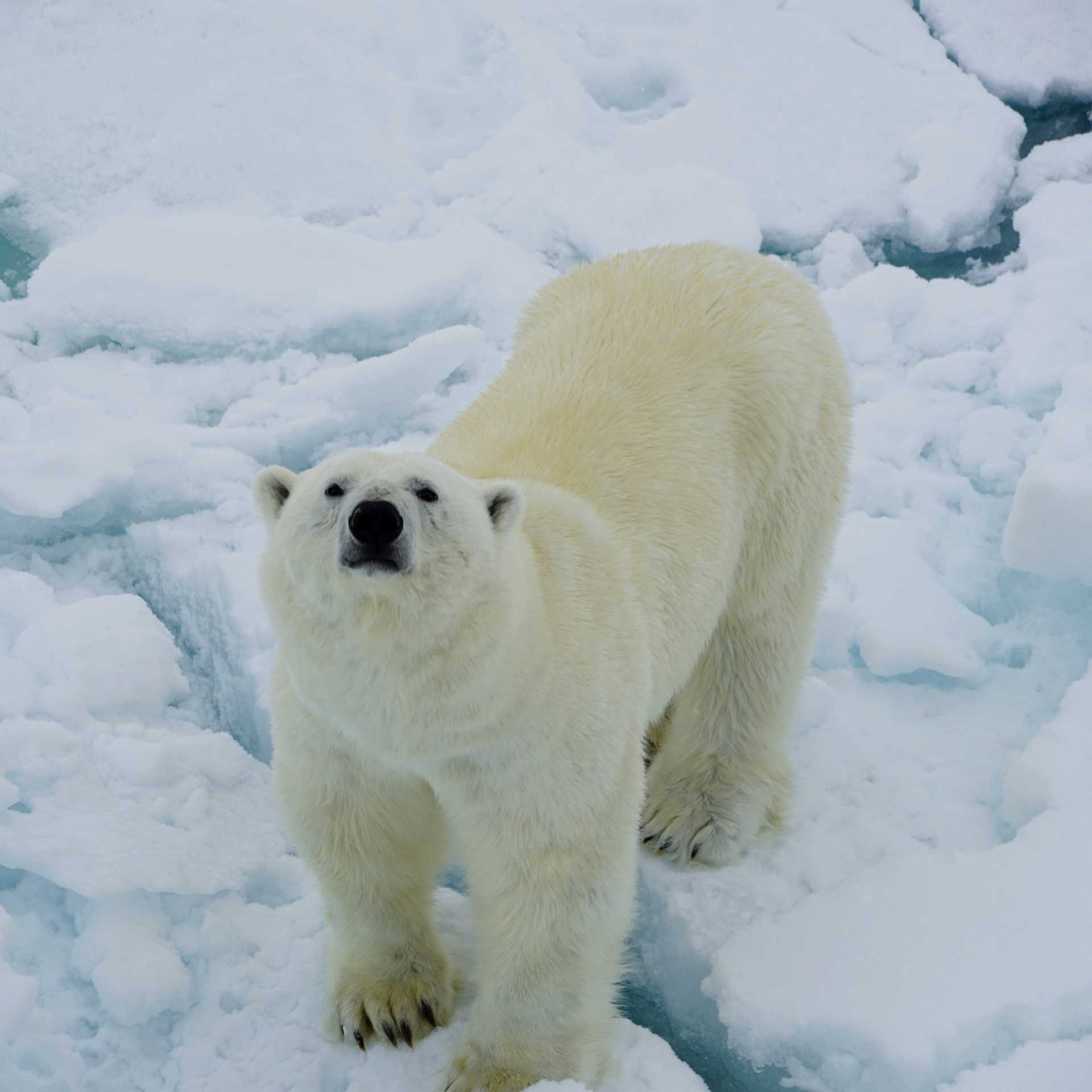 A Polar Bear curiously sniffs up towards the ship | Gesine Cheung