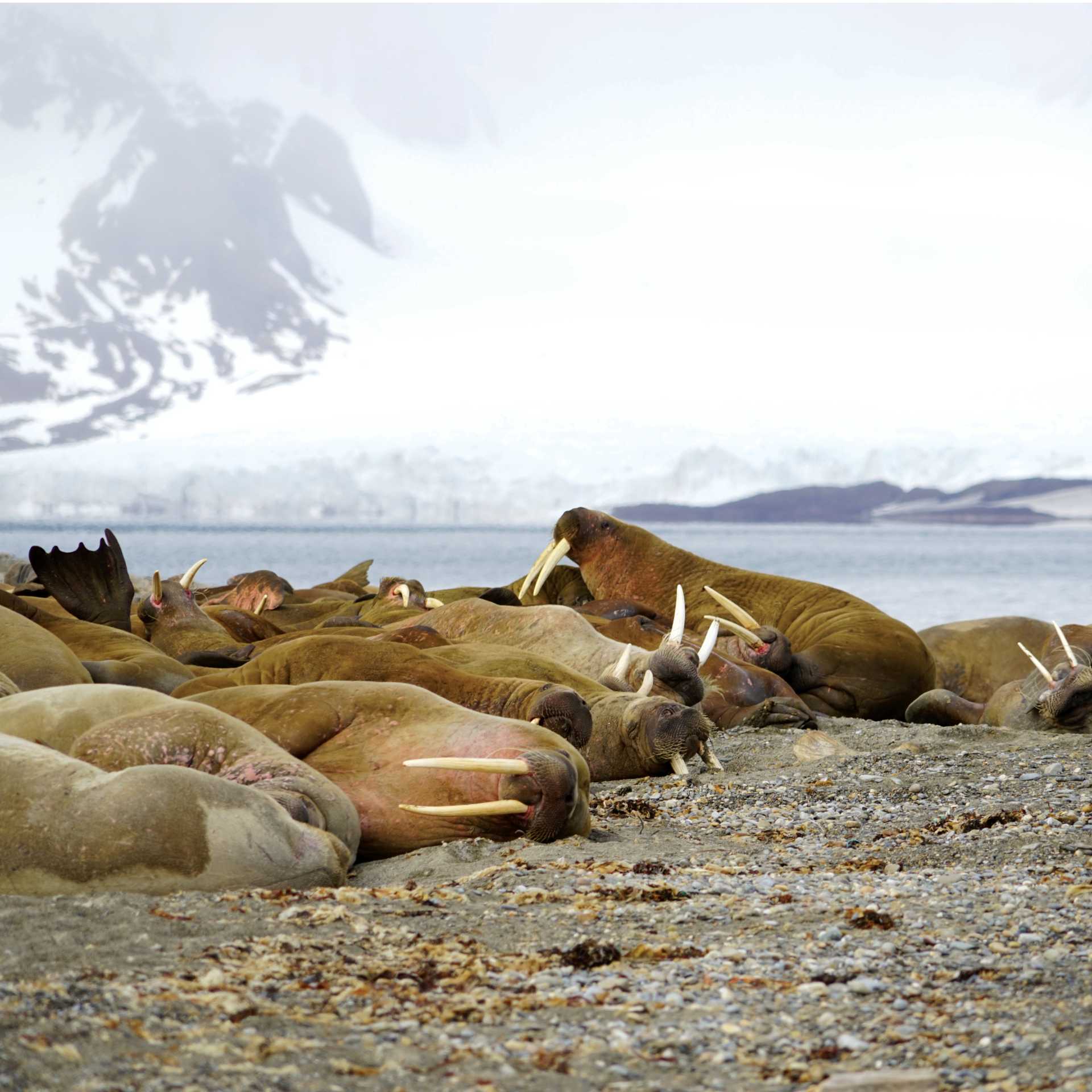 Exploring the Walrus colony at Sarstangen | Gesine Cheung