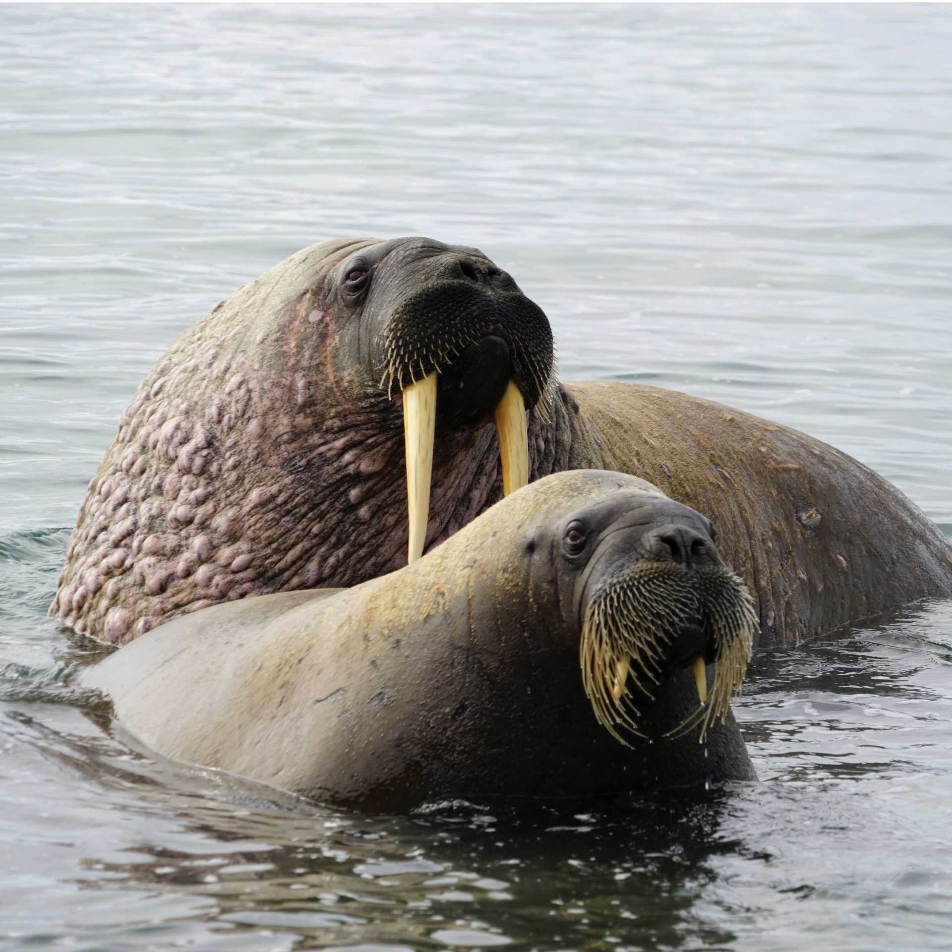 Walrus halout at Sarstangen | Gesine Cheung