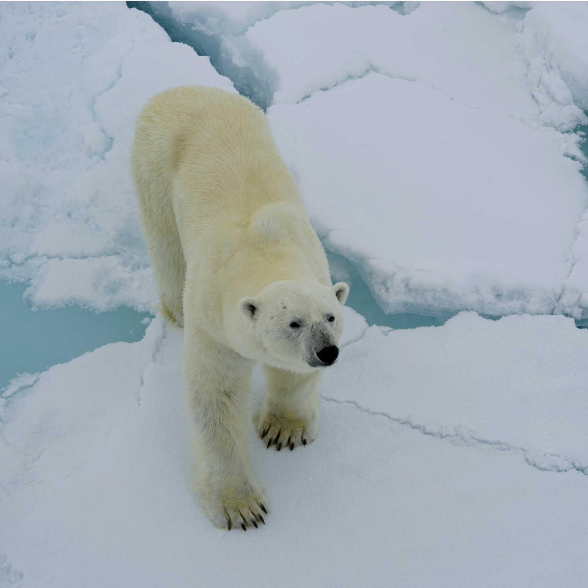 A Polar Bear sniffs the air curiously | Gesine Cheung