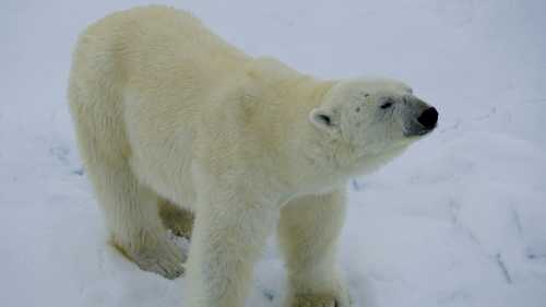 Up close with Polar Bear on the Arctic pack ice | Gesine Cheung