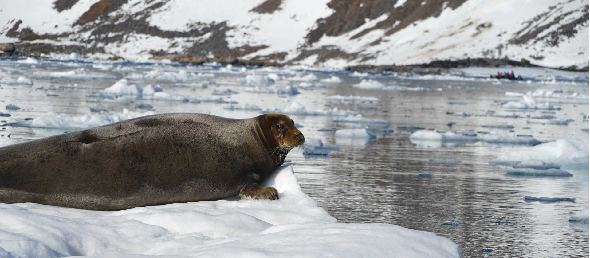 Bearded Seal relaxes in the sea ice | Gesine Cheung