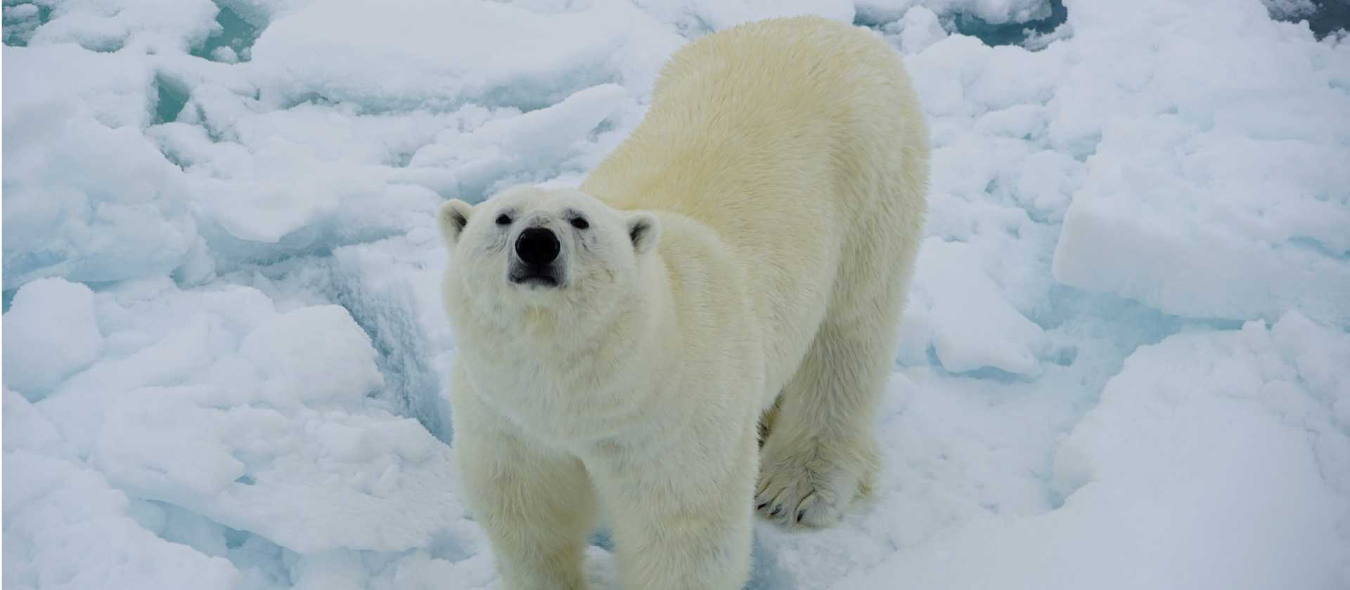 A Polar Bear curiously sniffs up towards the ship | Gesine Cheung
