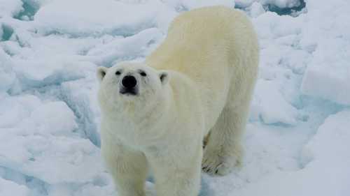 A Polar Bear curiously sniffs up towards the ship | Gesine Cheung