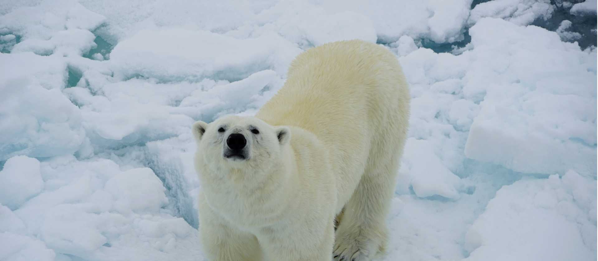 A Polar Bear curiously sniffs up towards the ship | Gesine Cheung
