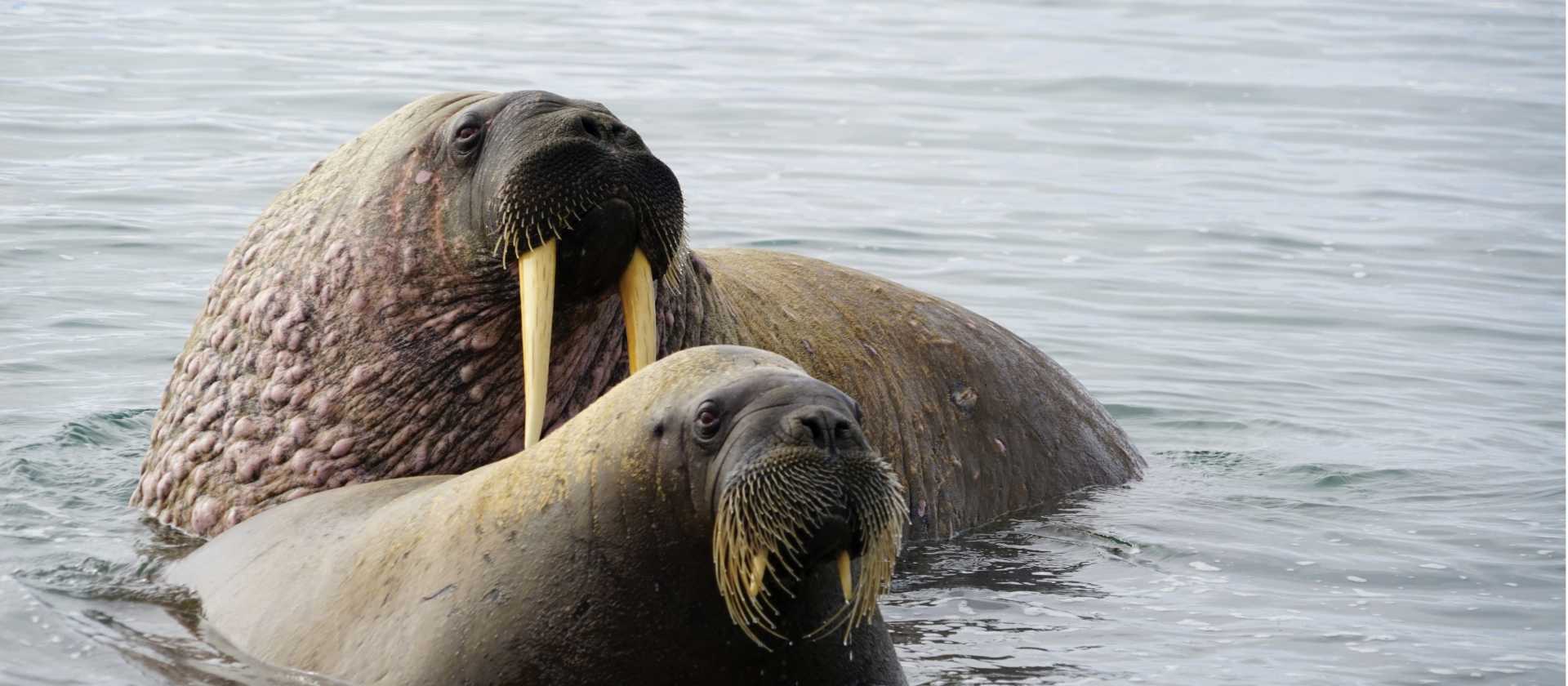 Walrus halout at Sarstangen | Gesine Cheung