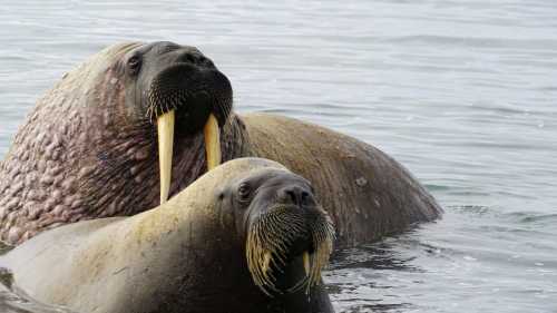 Walrus halout at Sarstangen | Gesine Cheung