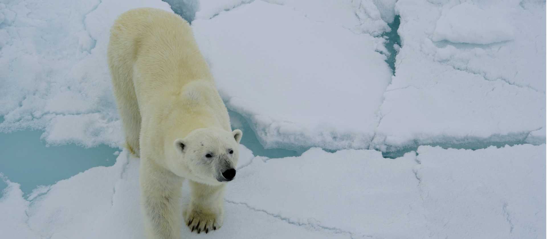 A Polar Bear sniffs the air curiously | Gesine Cheung