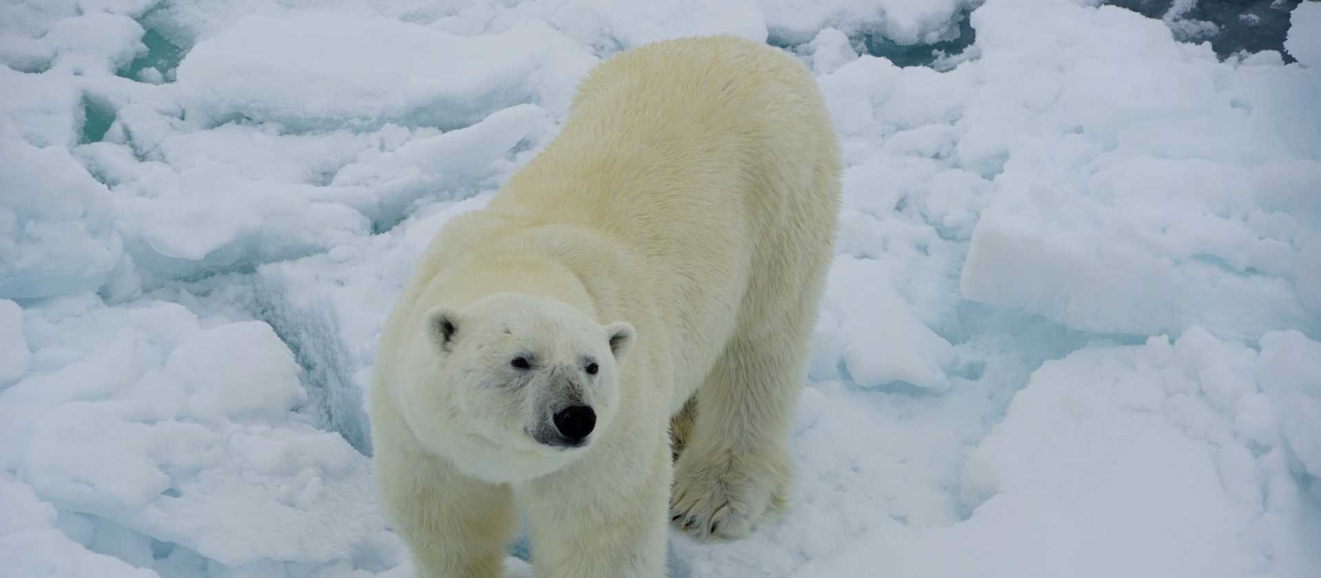 Amazing photo opportunities as we get up close with Polar Bears | Gesine Cheung