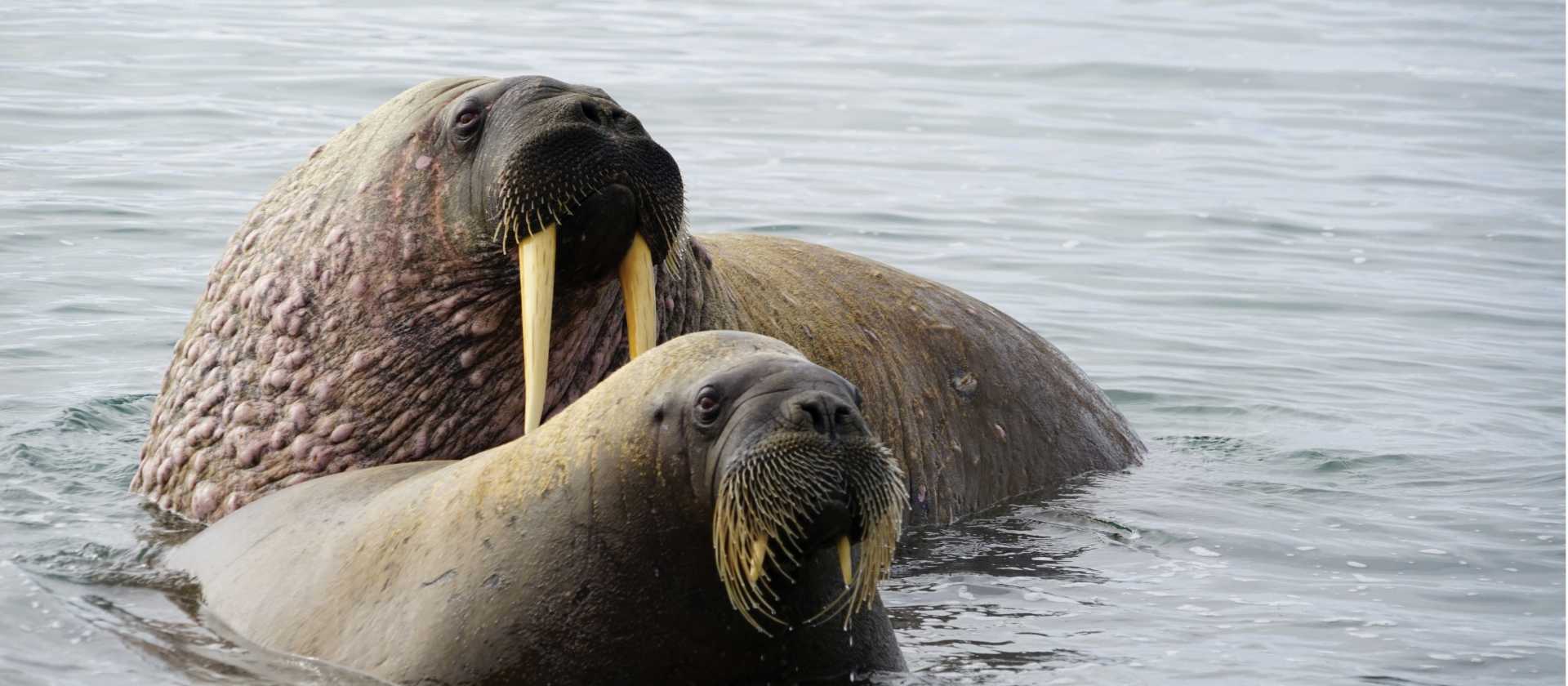 Walrus halout at Sarstangen | Gesine Cheung