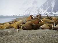 Herd of Walrus on the shores of Sarstangen |  Gesine Cheung
