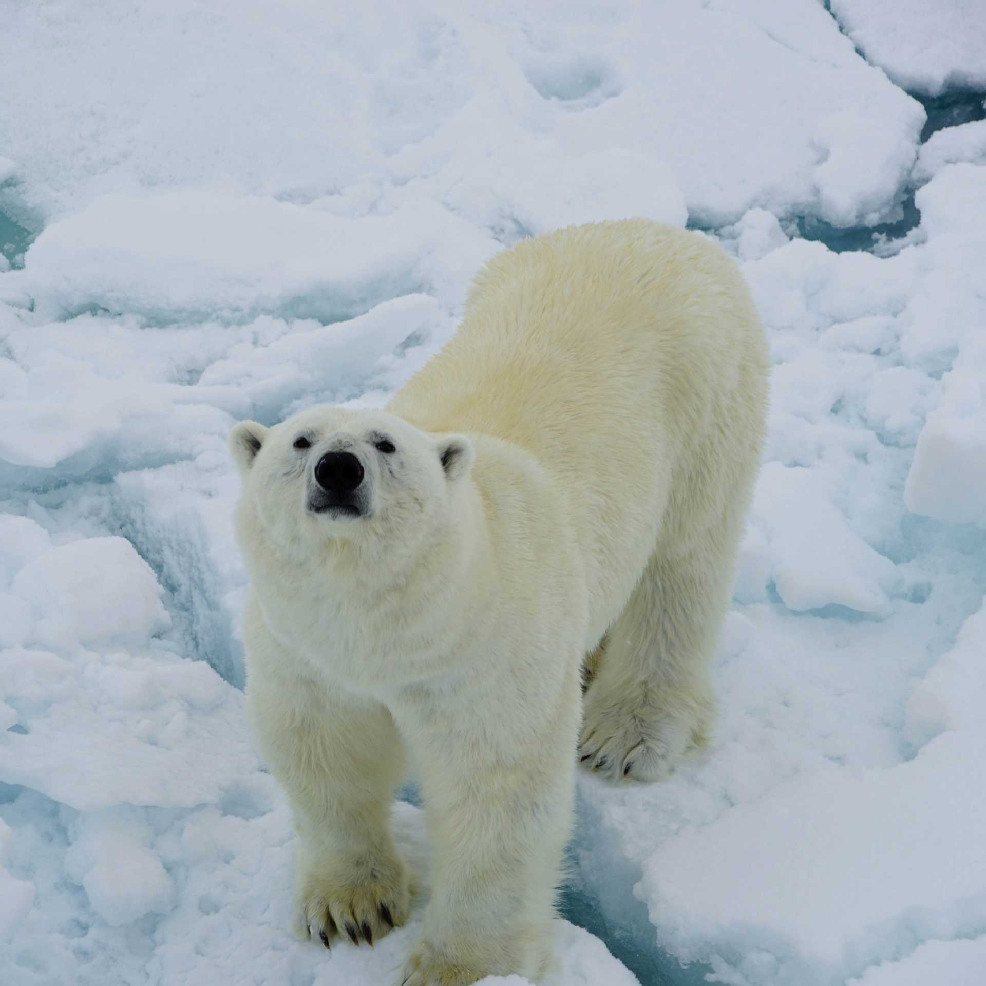 A Polar Bear curiously sniffs up towards the ship | Gesine Cheung