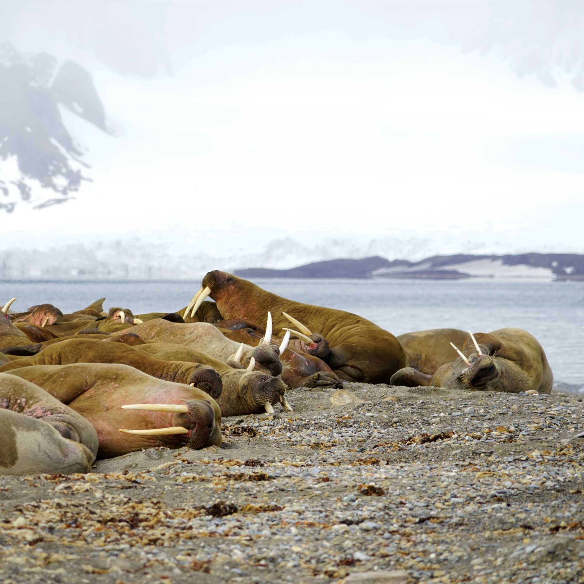 Exploring the Walrus colony at Sarstangen | Gesine Cheung