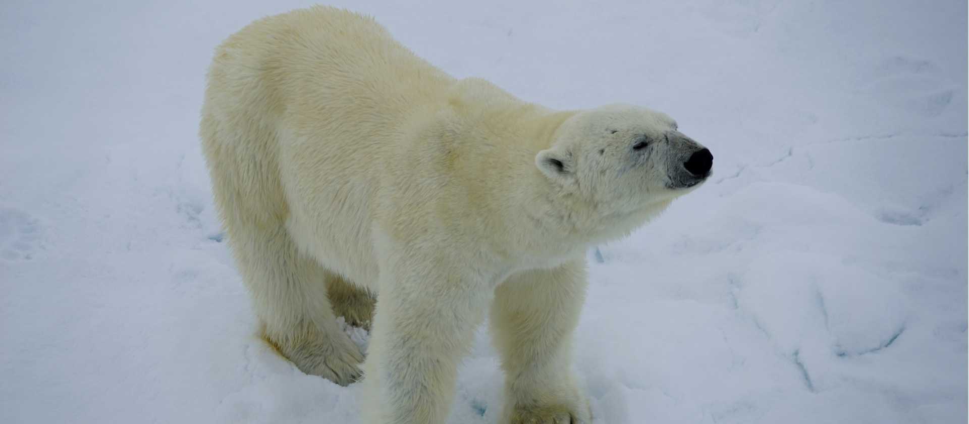 Up close with Polar Bear on the Arctic pack ice | Gesine Cheung