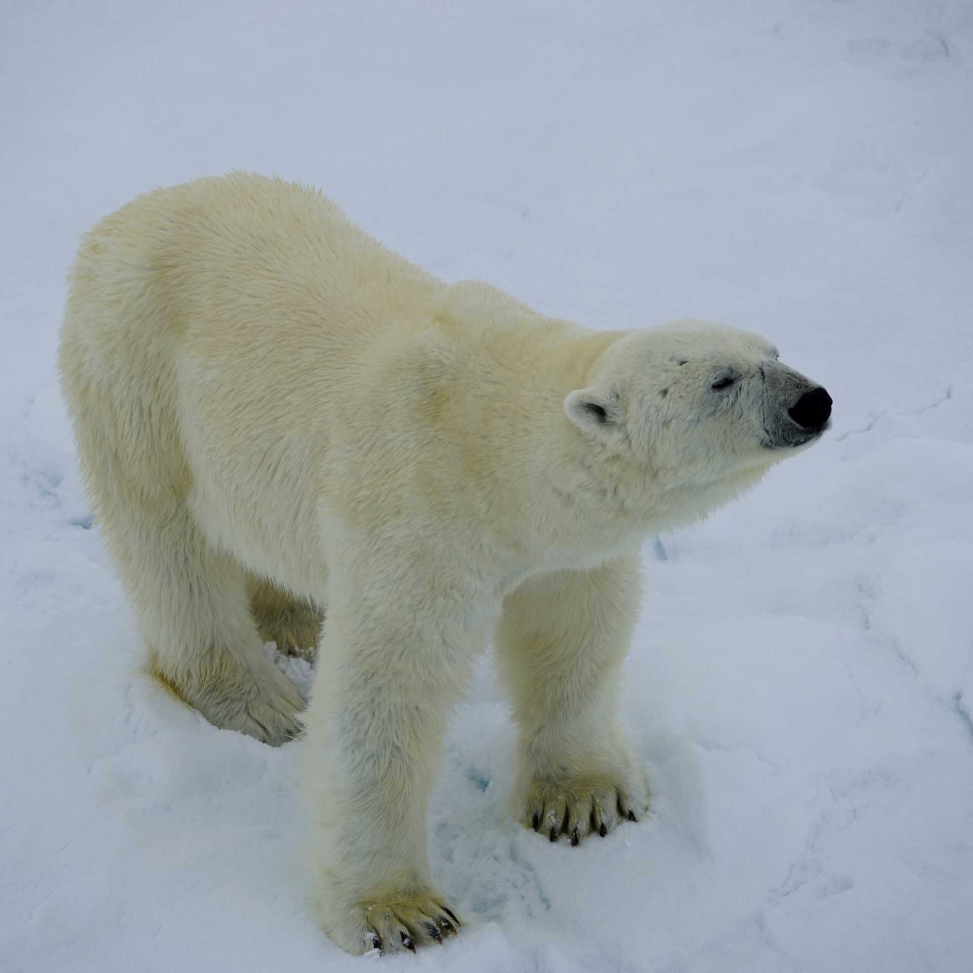 Up close with Polar Bear on the Arctic pack ice | Gesine Cheung