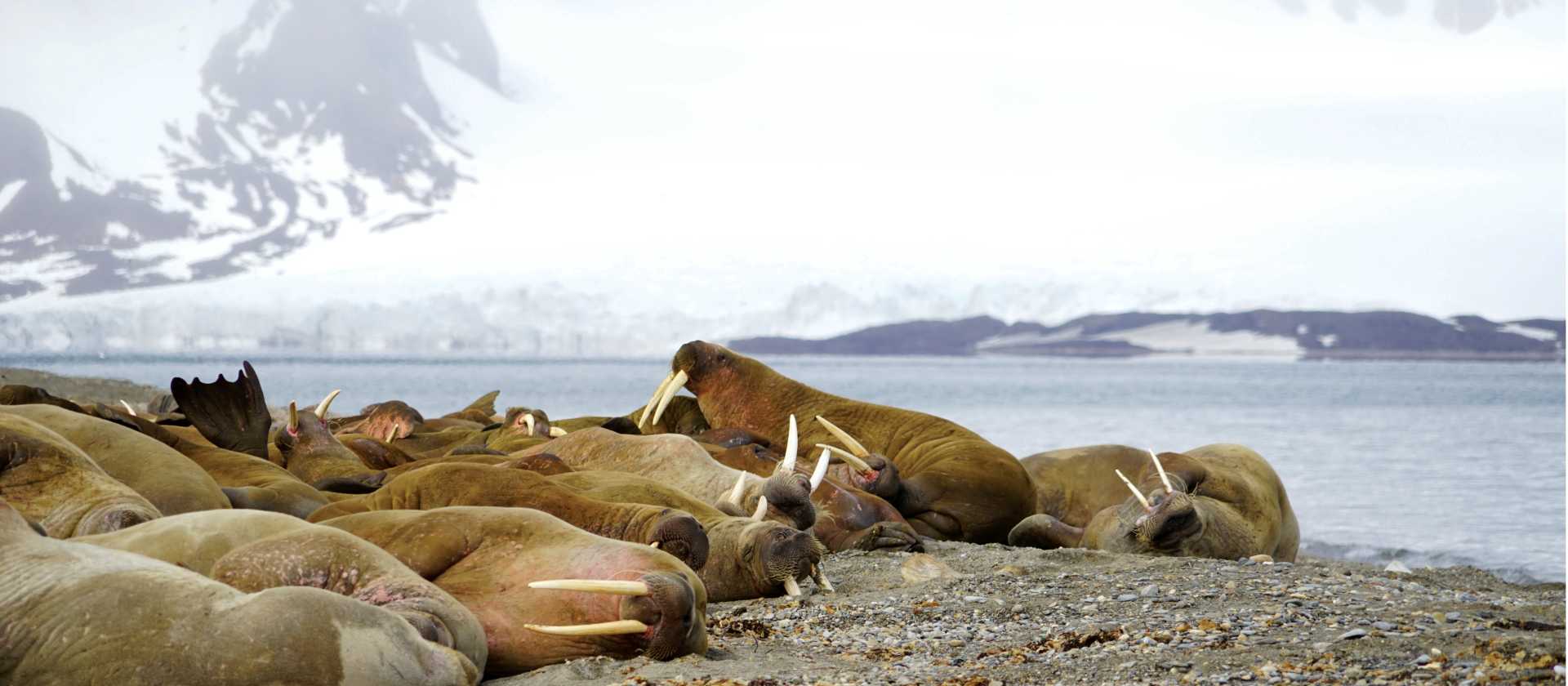 Exploring the Walrus colony at Sarstangen | Gesine Cheung