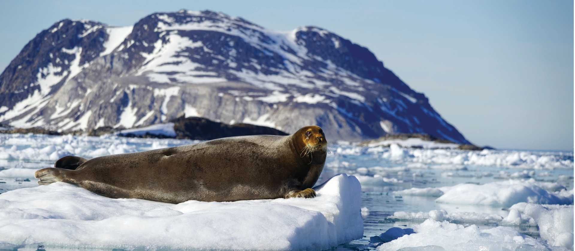Curious Bearded Seal relaxing on the pack ice | Gesine Cheung